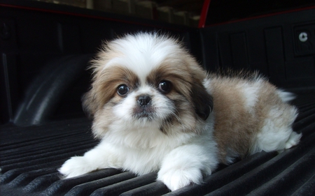 Cute Shih Tzu - shih tzu, puppy, animal, dog