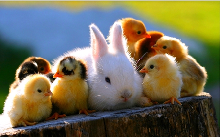 WARMTH - rabbit, cute, chicks, photography