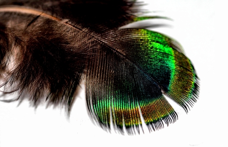 Feather - white, feather, green, feathers