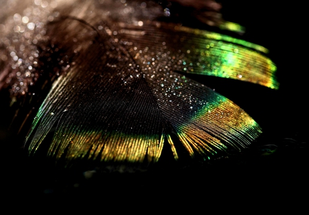 feather - black, feathers, feather, green