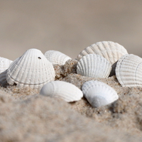 seashells