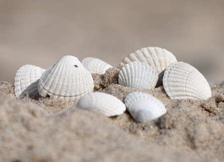 seashells - seashells, beach, seashell, sand