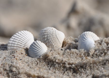 seashells - seashells, seashell, sand, beach