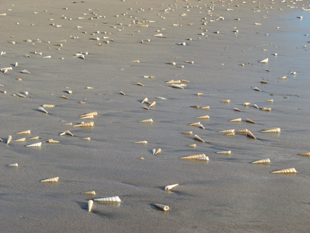 seashells - seashells, beach, seashell, sand