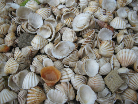 seashells - nature, seashells, shells, seashell