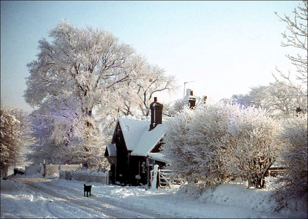 railway cottage - trees, white, winter, railway, road, snow, cottage