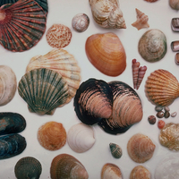 Seashells