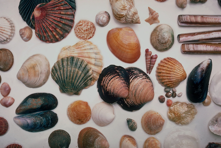 Seashells - nature, seashells, shells, seashell