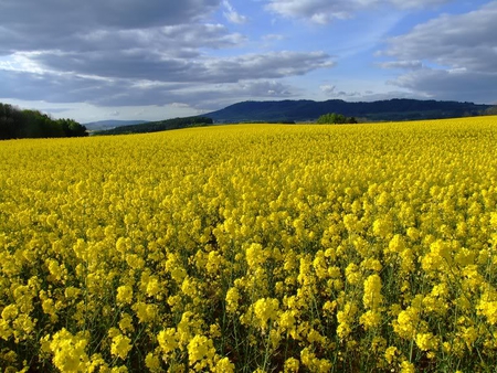 Field of Yellow - field, sky, yellow, plants