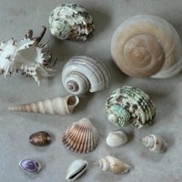 Seashells