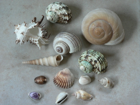 Seashells - nature, seashells, shells, seashell