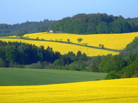 Beautiful Picture - sky, yellow, trees, grass