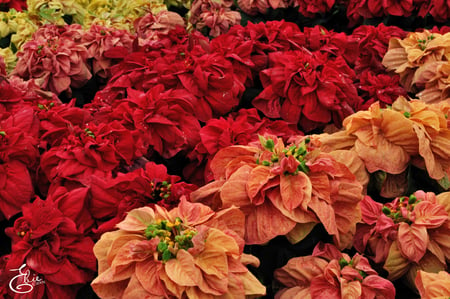 POINSETTAS - red, orange, background, wallpaper