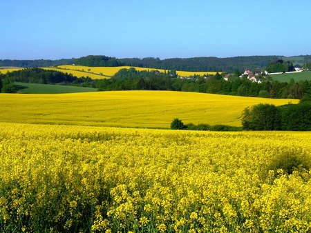 Swimming in Yellow - field, sky, yellow, plants