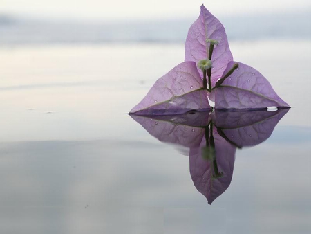 Shining Bougainville - purple, color, petals, soft