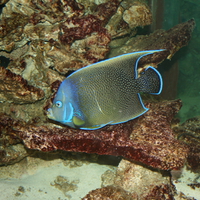 Aquarium in West Edmonton Mall