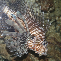 Aquarium in West Edmonton Mall 01