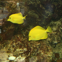 Aquarium in West Edmonton Mall 02