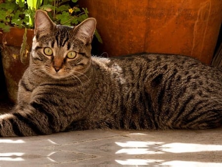 Just Lying Around - striped, lying, light, cat