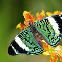 Rainforest Butterfly