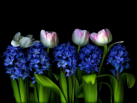 All in a Row - colorful, hyacinths, tulips, black background, beautiful, floral