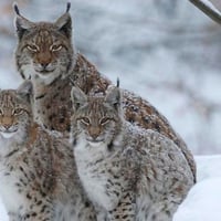 Snow leopards.