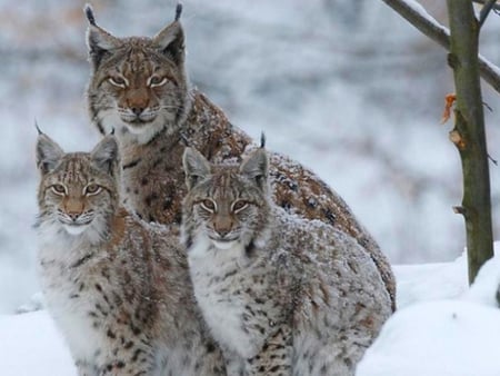 Snow leopards. - leopard, animal, winter, snow, cat