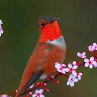 Bird On Flowers.