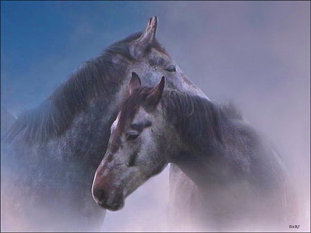 Meeting in the mist - black, grey, horses, mist, pair, affection