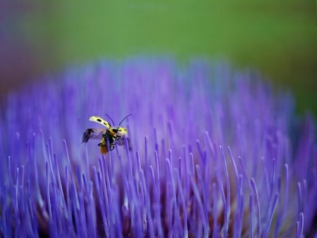 Ladybug on the Point - flower, purple, ladybug, points