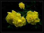 Yellow Roses