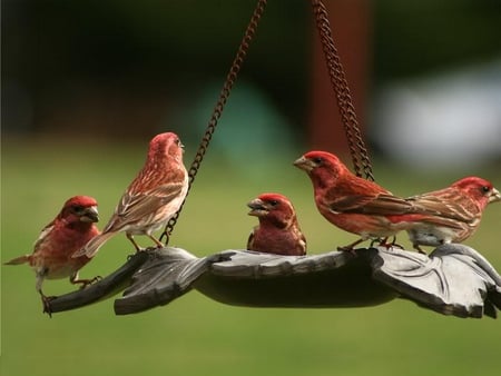 Finch Family Breakfast - bird, feeder, finch, red