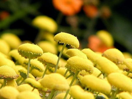 YELLOW PUFF BALLS - puff, yellow, balls, plant