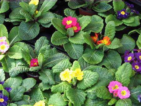 POTS OF COLOUR - purple, yellow, pink, green