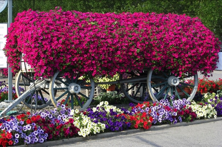 Petunias to go - wheels, red, wagon, parade, petunias, summer, flowers, garden