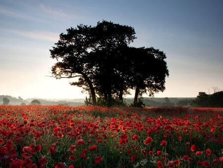 Red flower field - field, flower, nature, tree