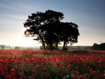 Red flower field