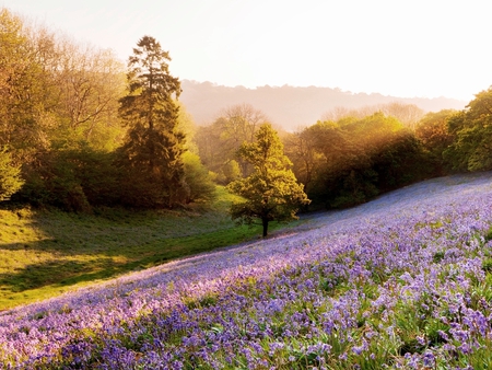 Purple field - nature, purple, tree, field