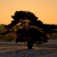 Lonely tree at sunset