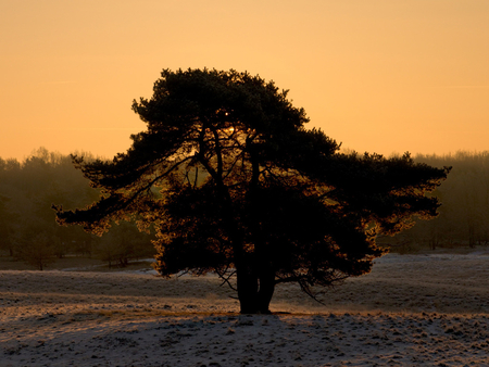 Lonely tree at sunset - field, tree, nature, sunset