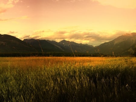 Field at sunset - field, hill, nature, sunset