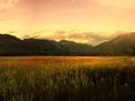 Field at sunset