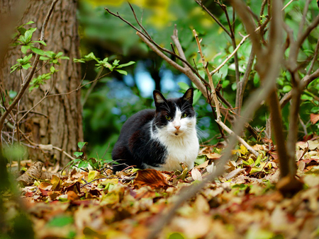 Cat - animal, kitten, field, cat, nature