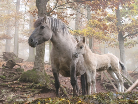 Mother's love - animal, nature, run, horse, life