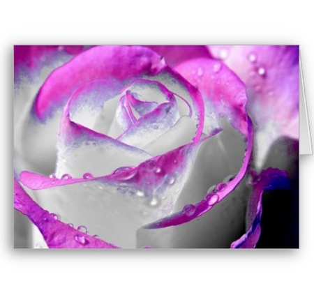 Pink beauty Rose - pink, rose, soft, petal