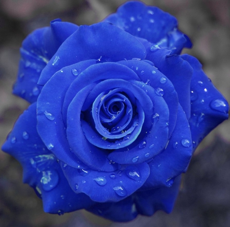 Blue rose - beauty, blue, delicate, wet, rose