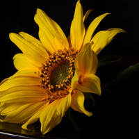 Yellow Flower