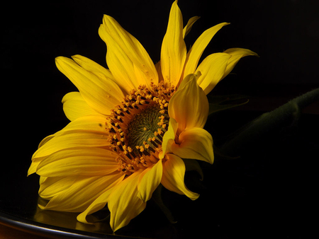 Yellow Flower - nature, yellow, macro, beauty, flower