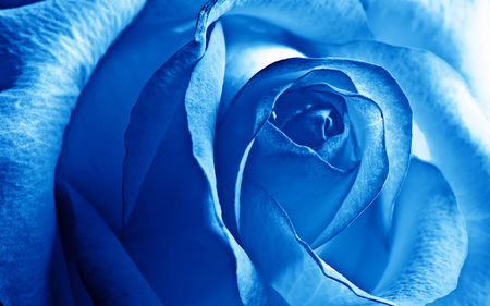 Blue rose - close up, roses, soft, rose, nature, petals, blue, flowers, photo, flower