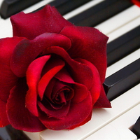 Red rose on the piano keys